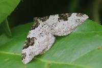 Xanthorhoe fluctuata