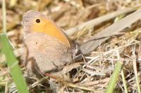 Maniola jurtina