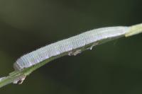 Anthocharis cardamines