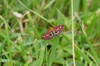 Pyrausta purpuralis