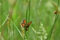 Melitaea athalia