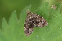Anthophila fabriciana