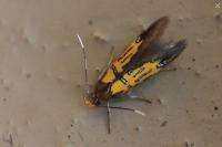 Schiffermuelleria schaefferella