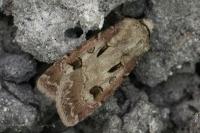 Agrotis exclamationis