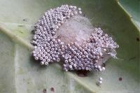 Orgyia antiqua