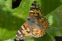 Vanessa cardui