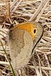 Maniola jurtina