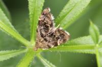 Anthophila fabriciana