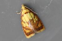 Acleris bergmanniana