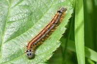 Malacosoma neustria