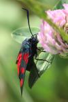 Zygaena trifolii