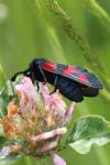 Zygaena trifolii