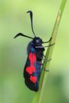 Zygaena trifolii
