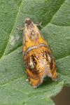 Olethreutes arcuella