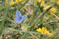 Lysandra bellargus