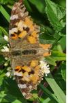 Vanessa cardui