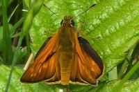 Ochlodes sylvanus