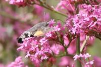 Macroglossum stellatarum
