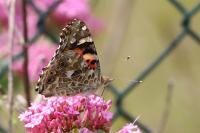 Vanessa cardui