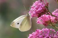 Pieris rapae
