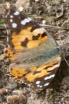 Vanessa cardui