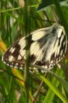 Melanargia galathea