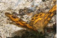 Lasiommata megera