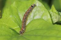 Malacosoma neustria