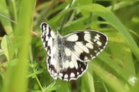Melanargia galathea
