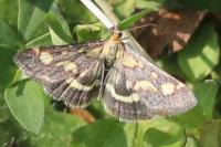 Pyrausta purpuralis