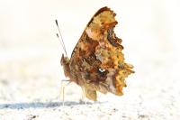 Polygonia c-album