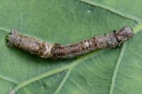 Selenia tetralunaria