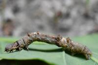 Selenia tetralunaria