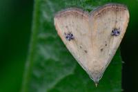 Rivula sericealis