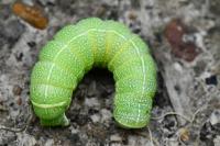Orthosia cerasi