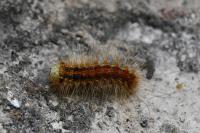 Lymantria dispar