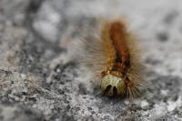 Lymantria dispar