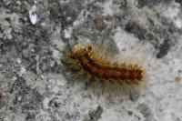 Lymantria dispar