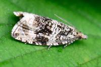 Celypha lacunana