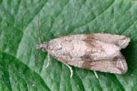 Celypha striana