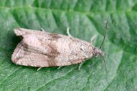 Celypha striana