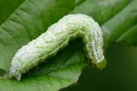 Diachrysia chrysitis