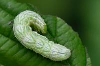 Diachrysia chrysitis
