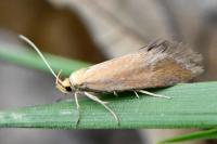 Crassa tinctella