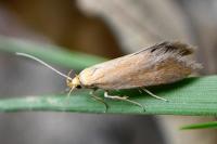 Crassa tinctella