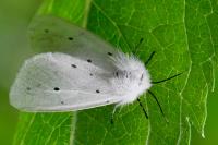 Diaphora mendica