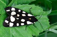 Arctia villica