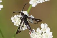 Chamaesphecia aerifrons