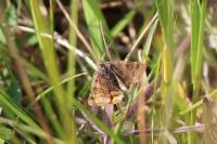 Euclidia glyphica