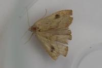 Rivula sericealis